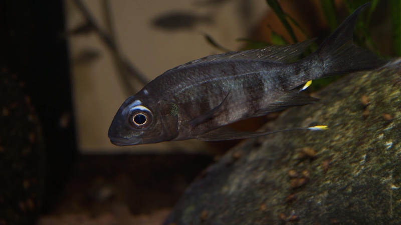 Ophthalmotilapia sp. 'whitecap' Mabilibili Bay